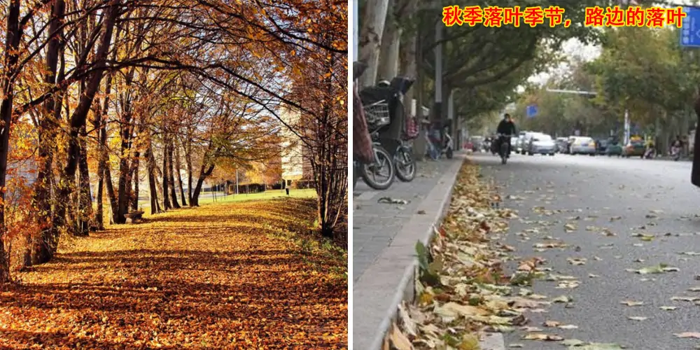 三輪樹葉收集車_多功能樹葉收集車_吸樹葉的機(jī)器_掃樹葉神器